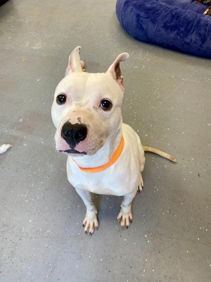 Jack, a Adoptable mixed breed in Munster, IN image 2/2