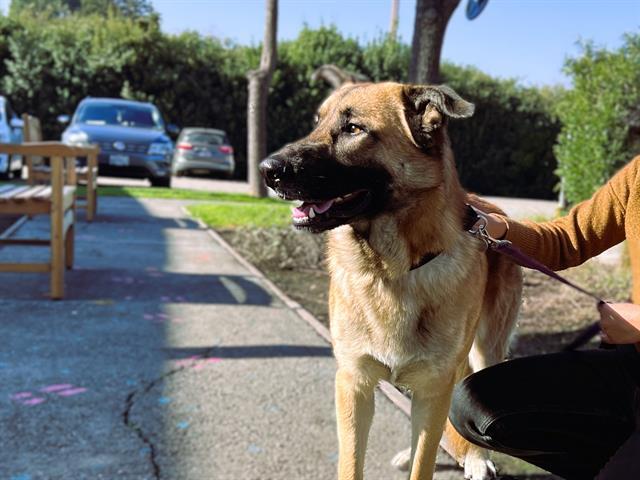 Enlarge KEITH, a Adoptable mixed breed in Palo Alto, CA image 1/1