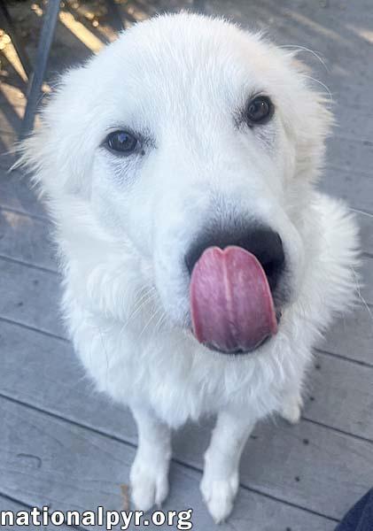 Bolt in PA - Smart, Playful & Energetic Pup!