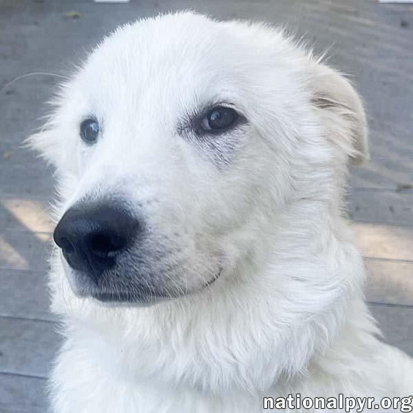 Bolt in PA - Smart, Playful & Energetic Pup!