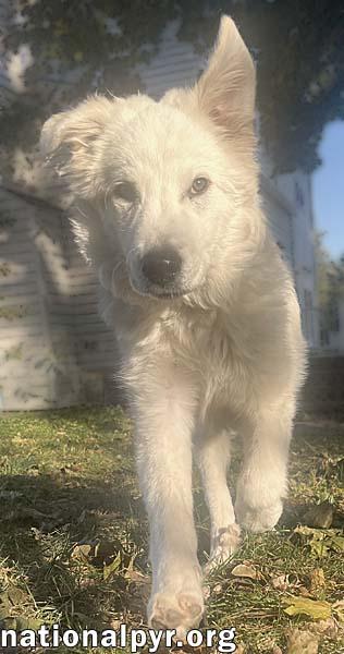 Bolt In Pa  thumbnail 3