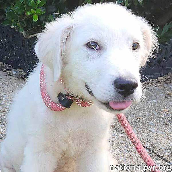 Bolt in PA - Smart, Playful & Energetic Pup!