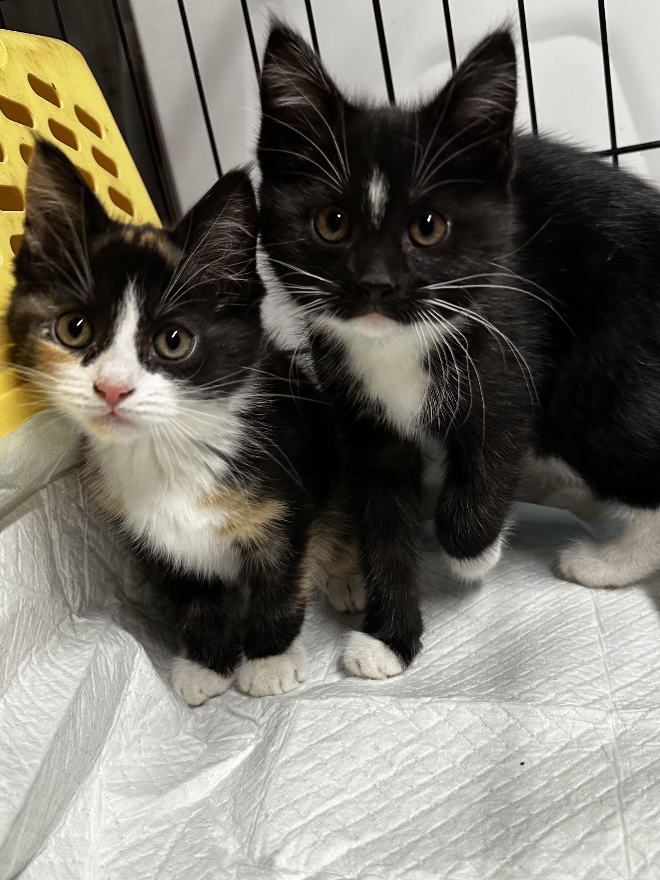 Tina & Lane, ADOPTABLE, Kitten Female Calico & Tuxedo.