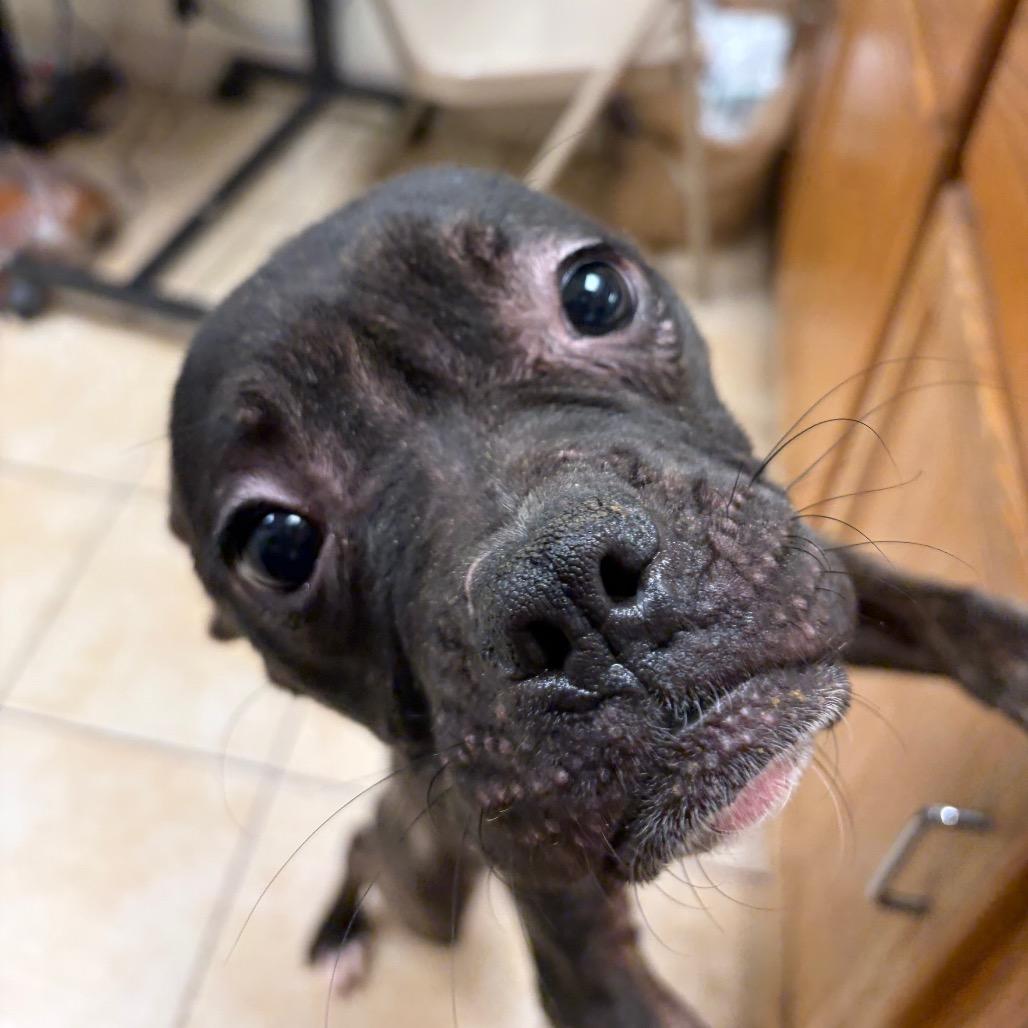 Rider, a Adoptable Terrier in Pekin, IL image 1/6