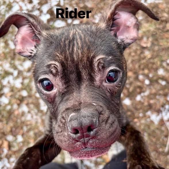 Rider, a Adoptable Terrier in Pekin, IL image 2/6