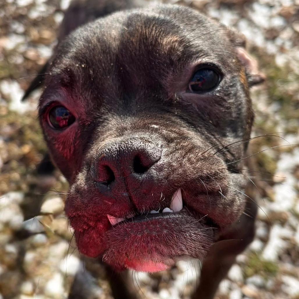 Rider, a Adoptable Terrier in Pekin, IL image 3/6