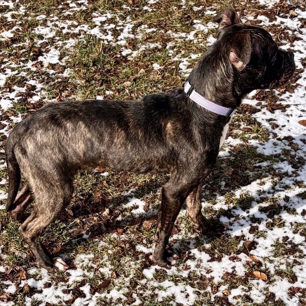 Rider, a Adoptable Terrier in Pekin, IL image 5/6