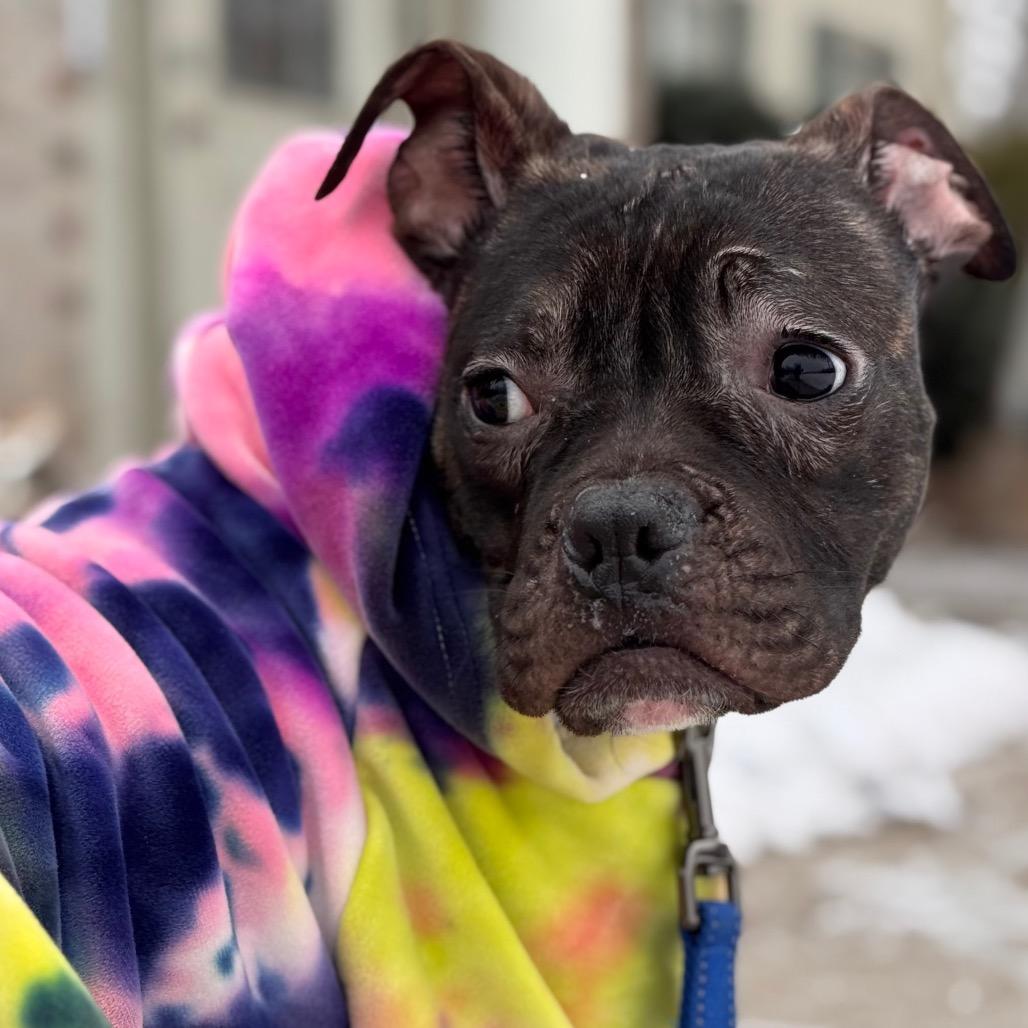 Rider, a Adoptable Terrier in Pekin, IL image 6/6