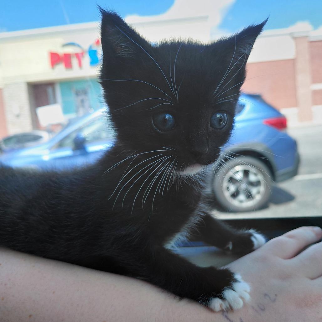 Fizz, Adoptable, Kitten Male Domestic Short Hair.