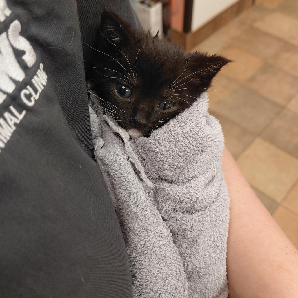 Enlarge Fizz, a Adoptable Domestic Short Hair in CHRISTIANSBURG, VA image 3/5