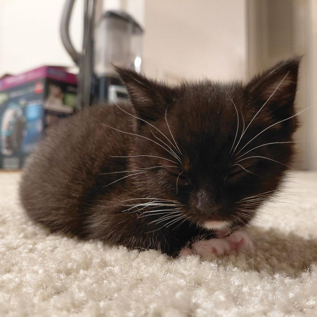 Enlarge Fizz, a Adoptable Domestic Short Hair in CHRISTIANSBURG, VA image 4/5