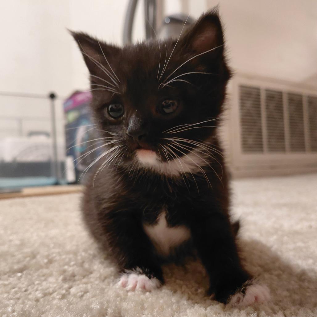 Enlarge Fizz, a Adoptable Domestic Short Hair in CHRISTIANSBURG, VA image 5/5