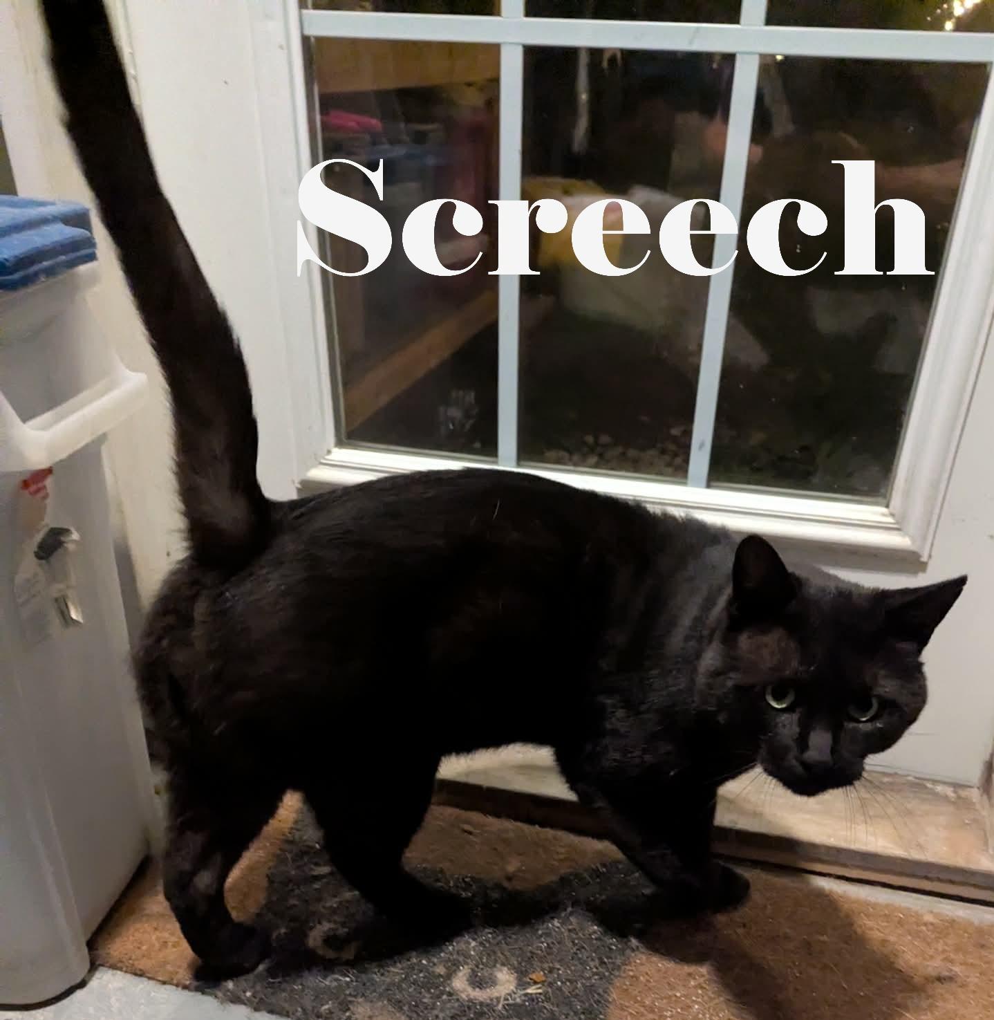 Screech, Adoptable, Adult Male Domestic Short Hair.