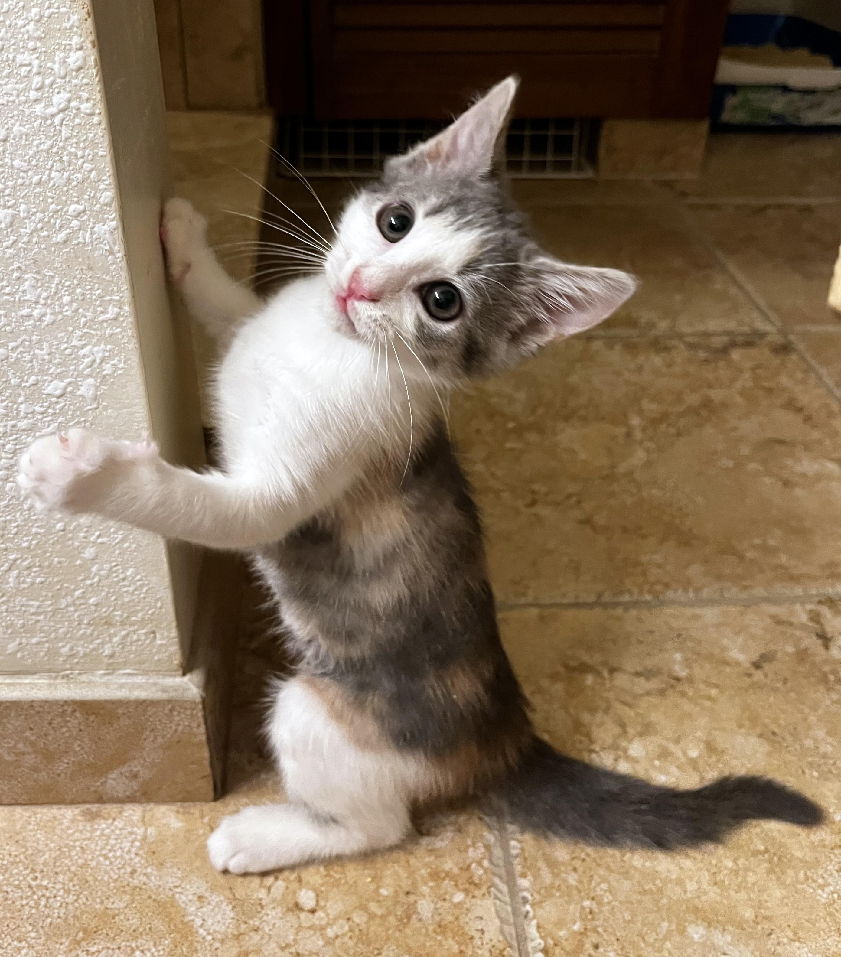 Enlarge Bella, a ADOPTABLE mixed breed in Lake Monroe, FL image 1/2