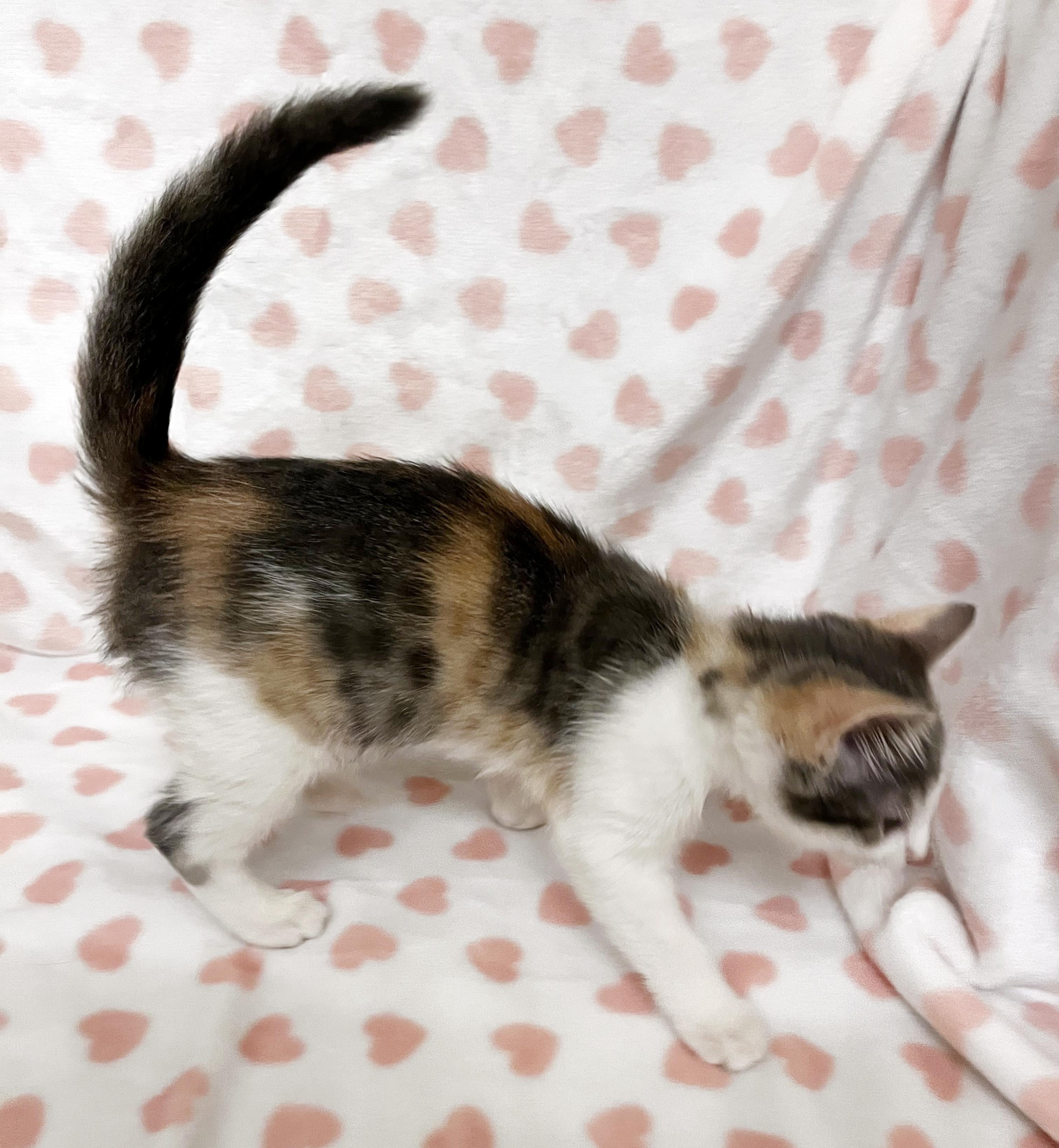 Enlarge Bella, a ADOPTABLE mixed breed in Lake Monroe, FL image 2/2