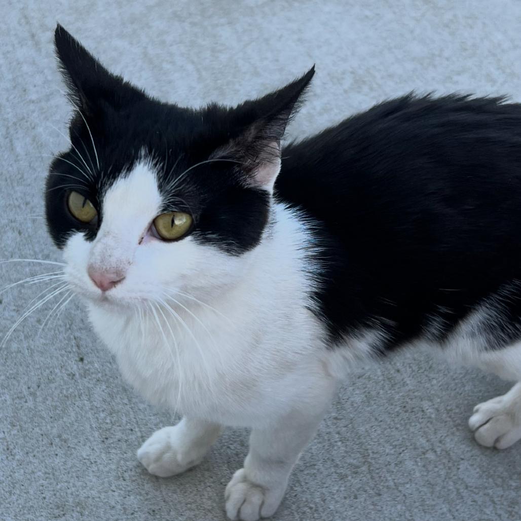 Enlarge Misto, a Adoptable Domestic Short Hair in Garfield, AR image 1/1