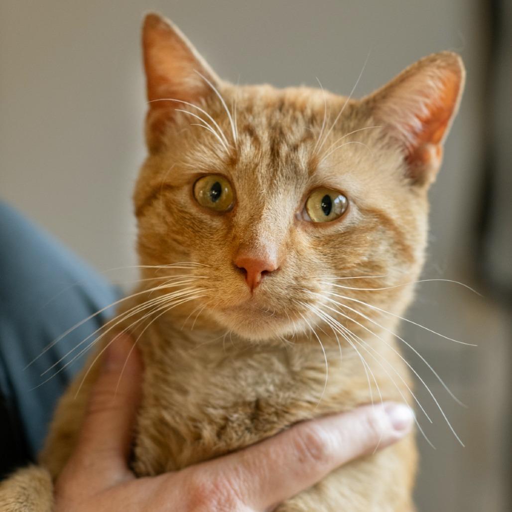 ROOK-30572, Adoptable, Adult Male Domestic Short Hair.