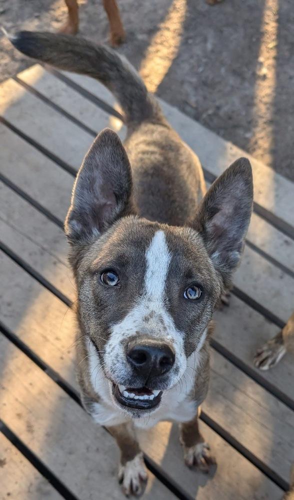Enlarge Storm, a Adoptable mixed breed in Carrollton, VA image 1/4