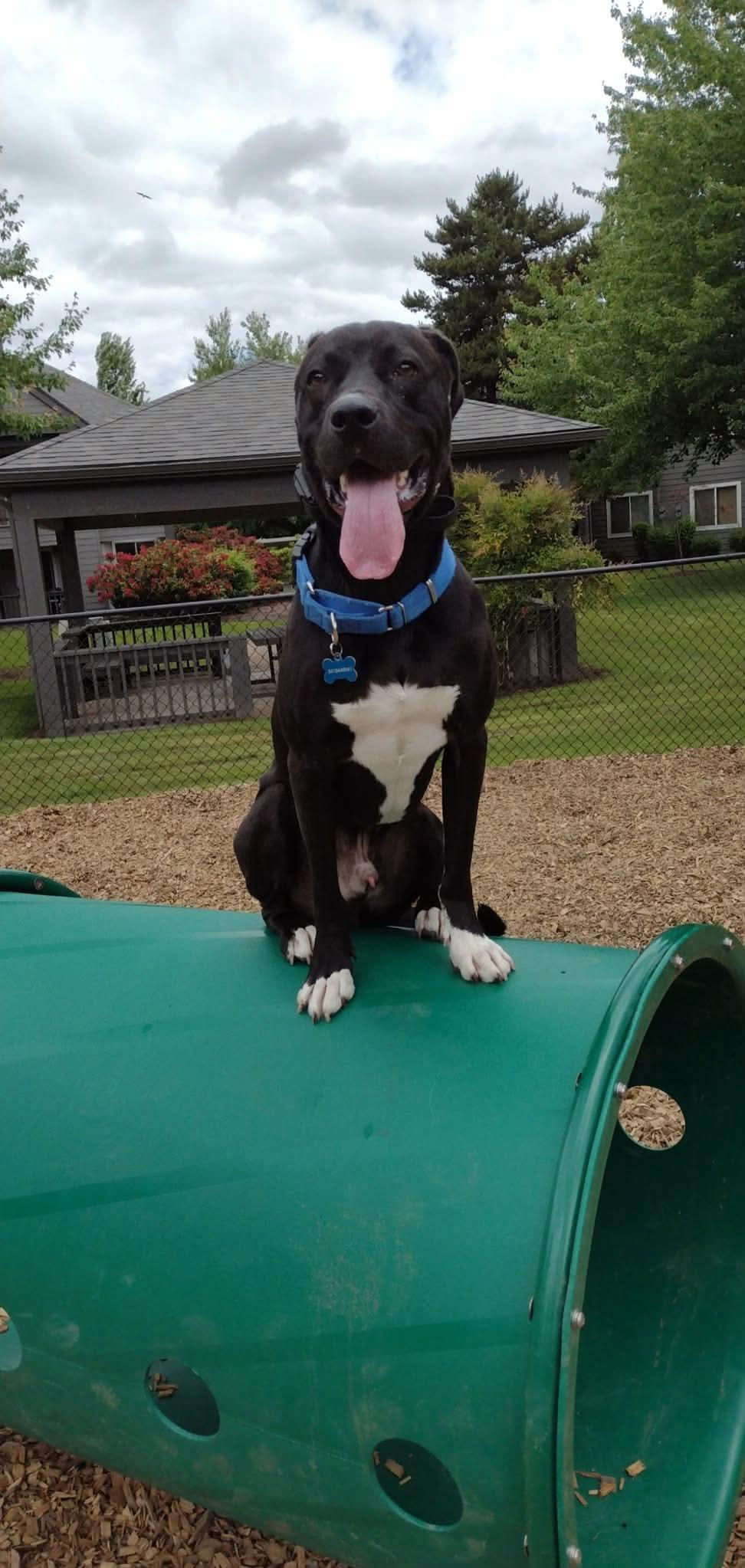 Enlarge Bash, a ADOPTABLE mixed breed in Eugene, OR image 1/6