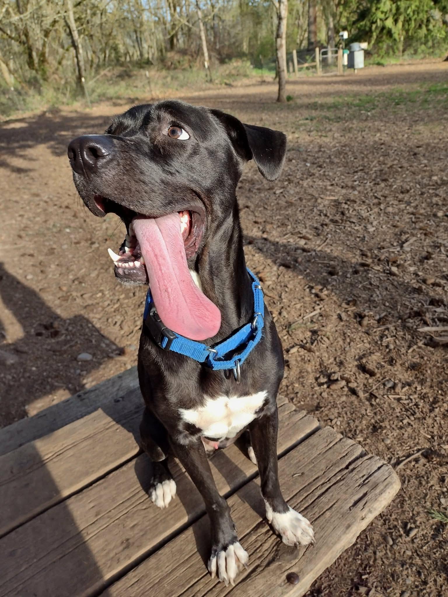 Enlarge Bash, a ADOPTABLE mixed breed in Eugene, OR image 4/6