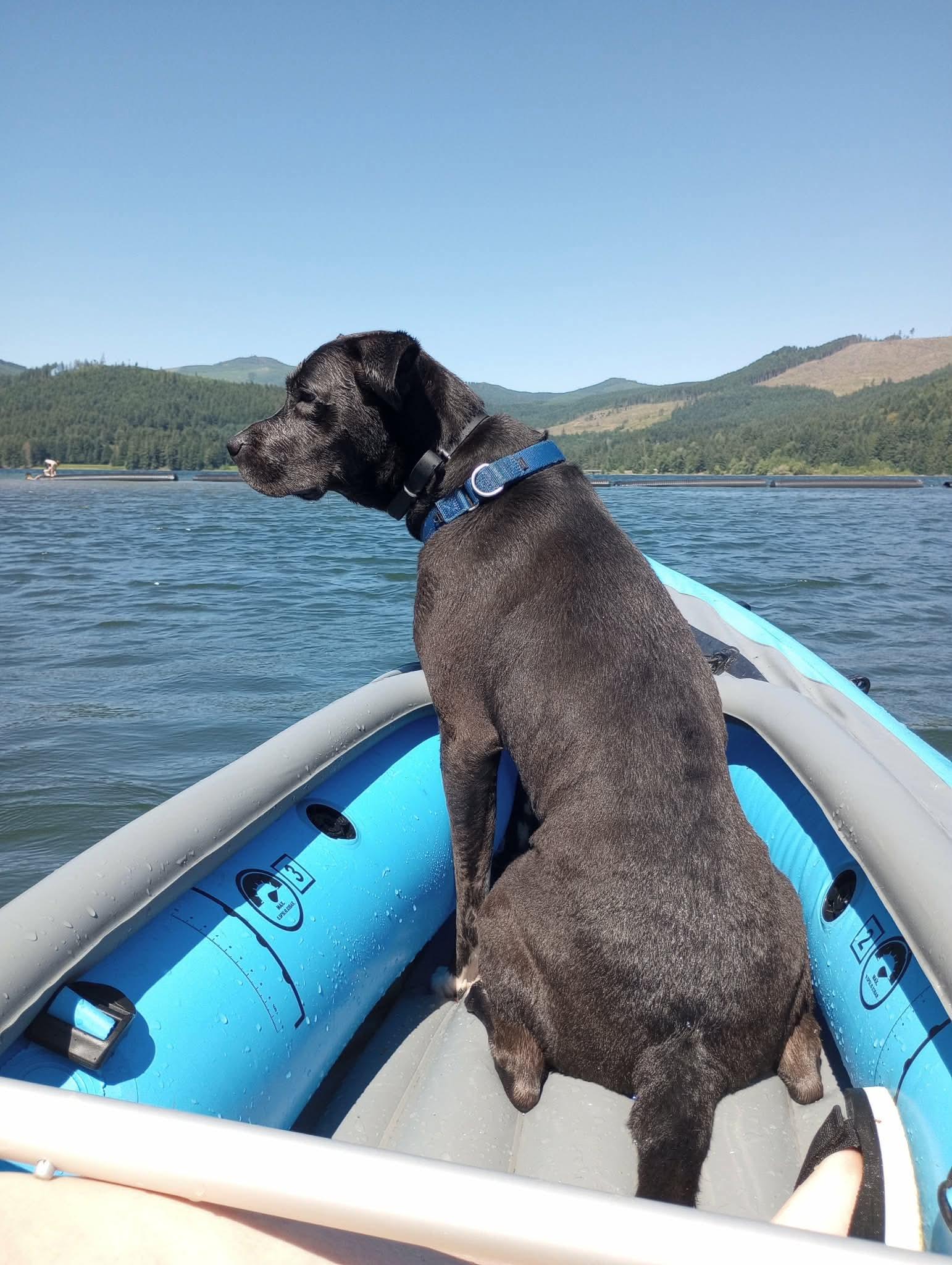 Enlarge Bash, a ADOPTABLE mixed breed in Eugene, OR image 5/6