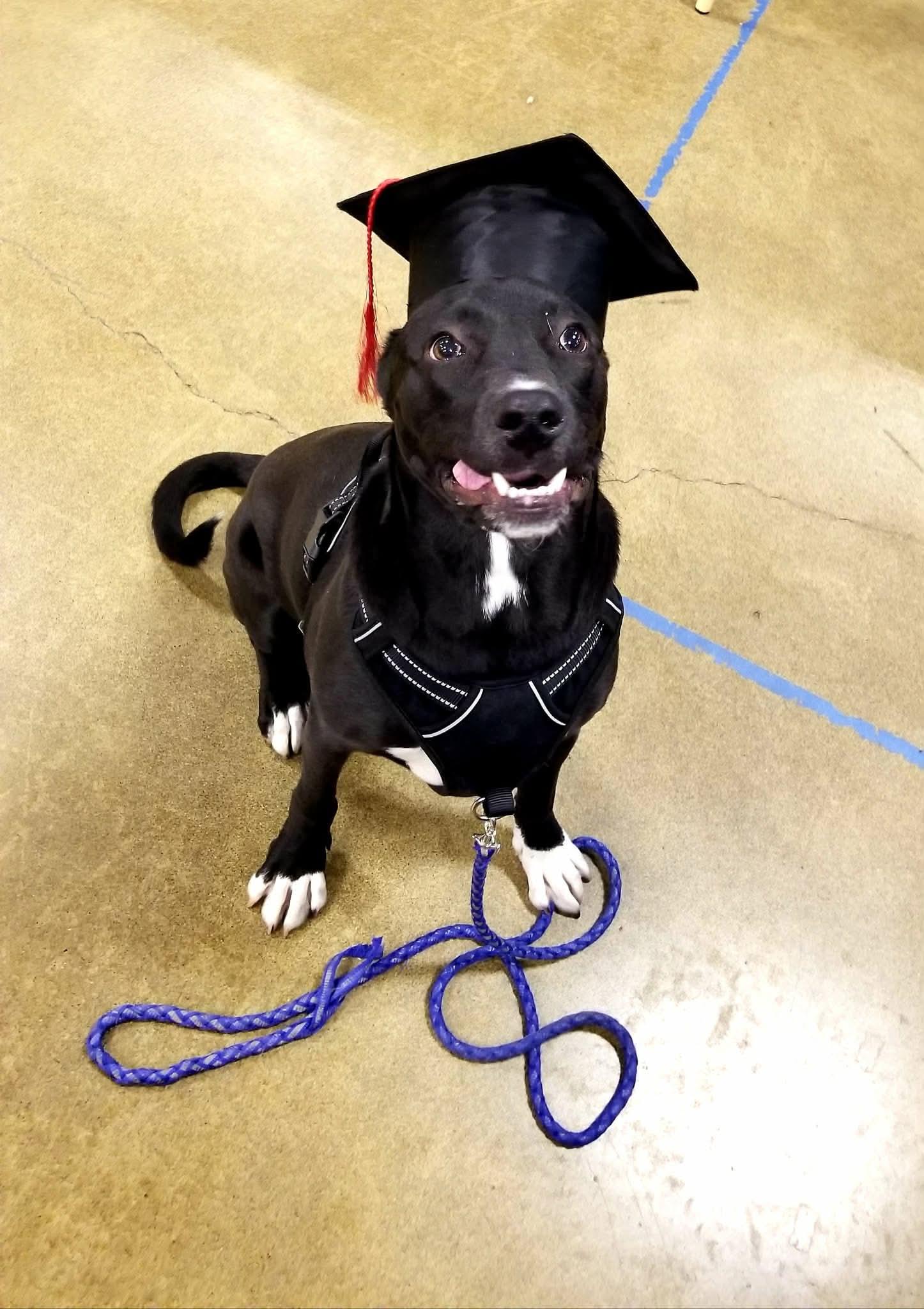 Enlarge Bash, a ADOPTABLE mixed breed in Eugene, OR image 3/6