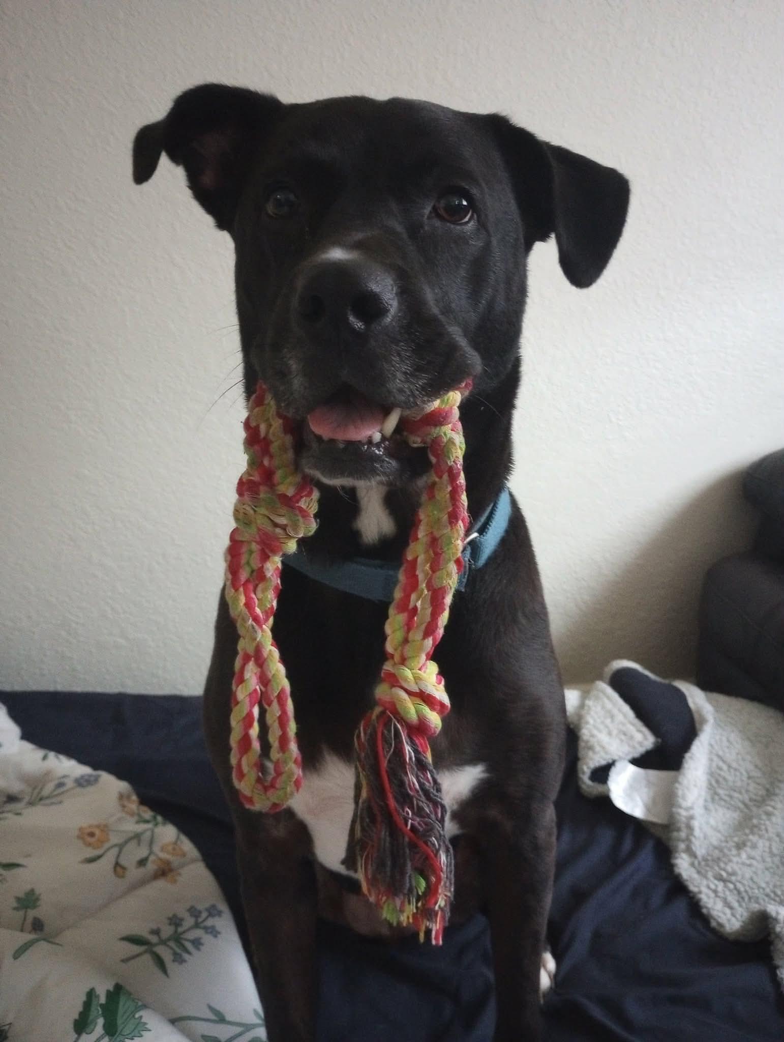 Enlarge Bash, a ADOPTABLE mixed breed in Eugene, OR image 2/6