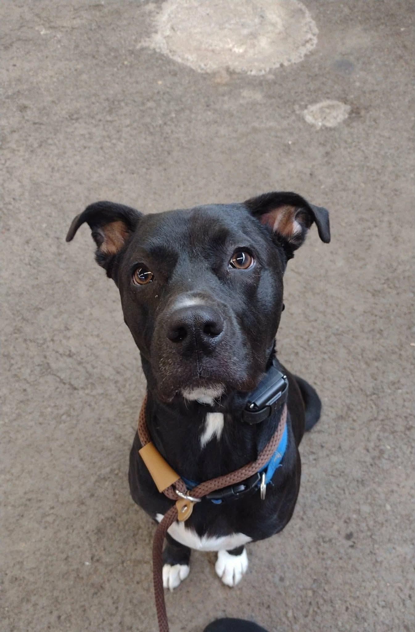 Enlarge Bash, a ADOPTABLE mixed breed in Eugene, OR image 6/6