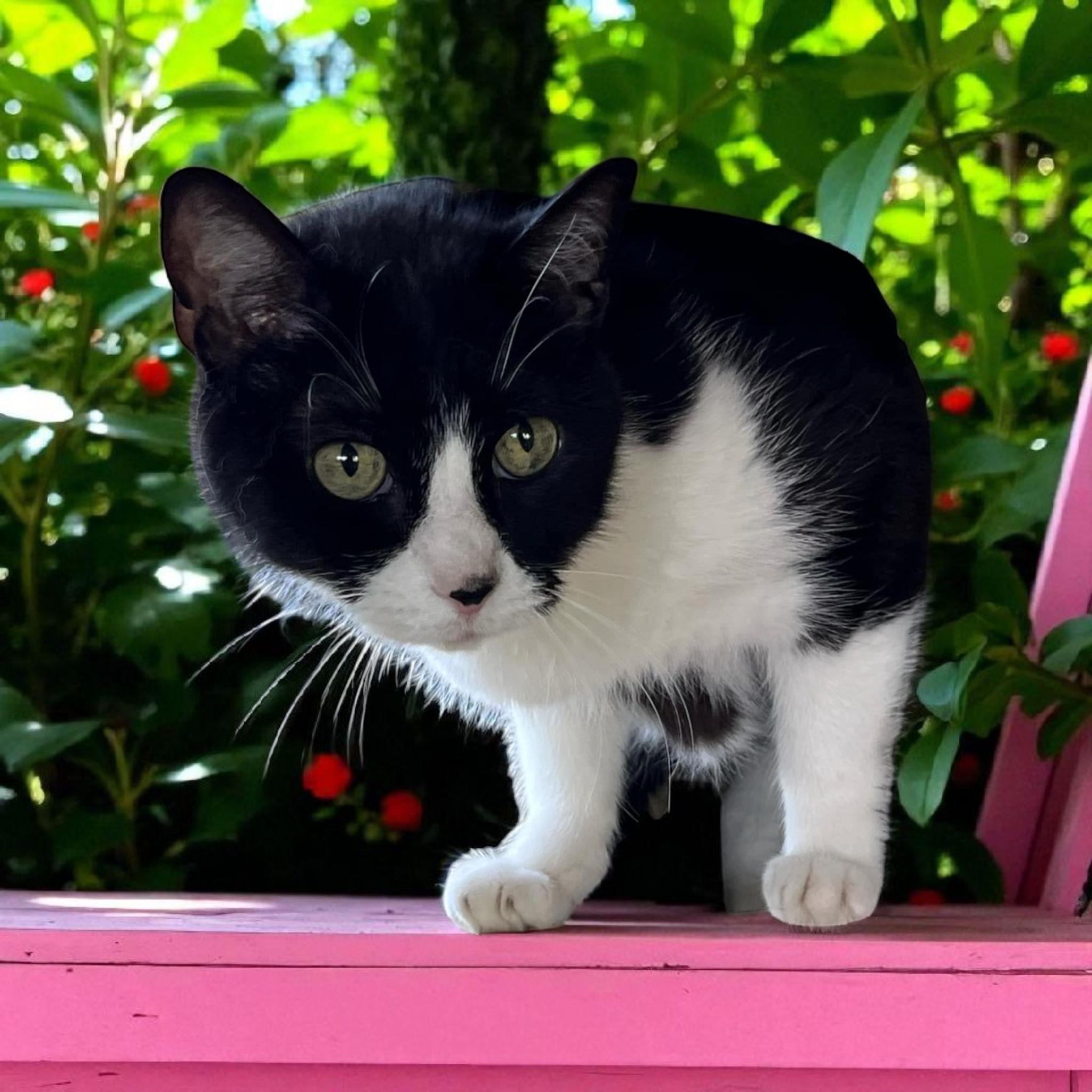Sylvia, an adoptable Domestic Short Hair in Chuckey, TN, 37641 | Photo Image 1