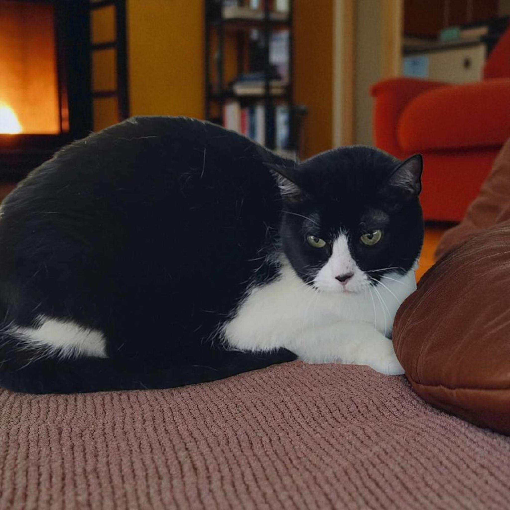 Sylvia, Adoptable, Adult Female Domestic Short Hair.