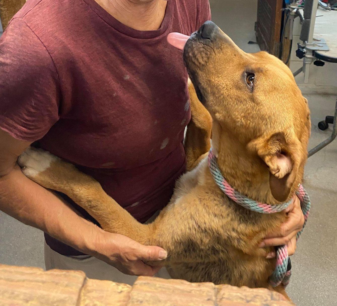 Enlarge Howie, a Adoptable mixed breed in Chehalis, WA image 2/6