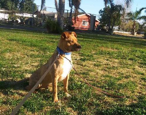 Enlarge Howie, a Adoptable mixed breed in Chehalis, WA image 6/6