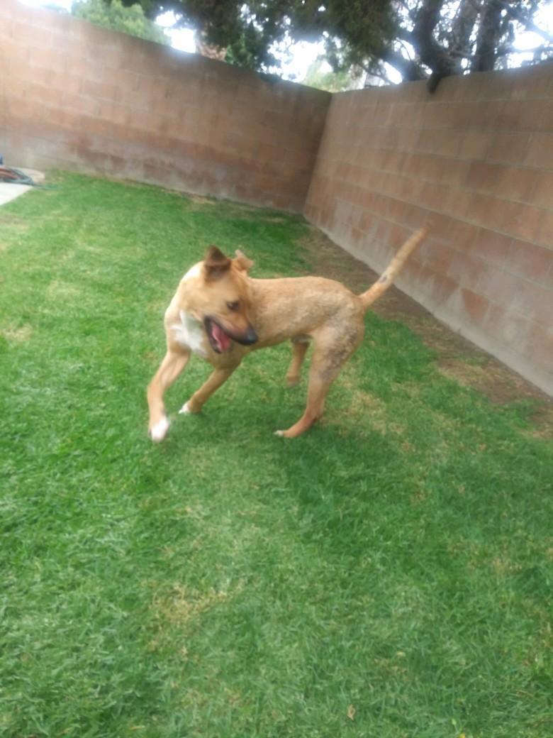 Enlarge Howie, a Adoptable mixed breed in Chehalis, WA image 4/6