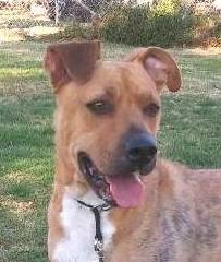 Howie, Adoptable, Adult Male Rhodesian Ridgeback & Labrador Retriever.