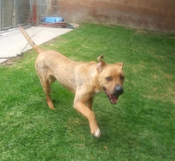 Enlarge Howie, a Adoptable mixed breed in Chehalis, WA image 5/6