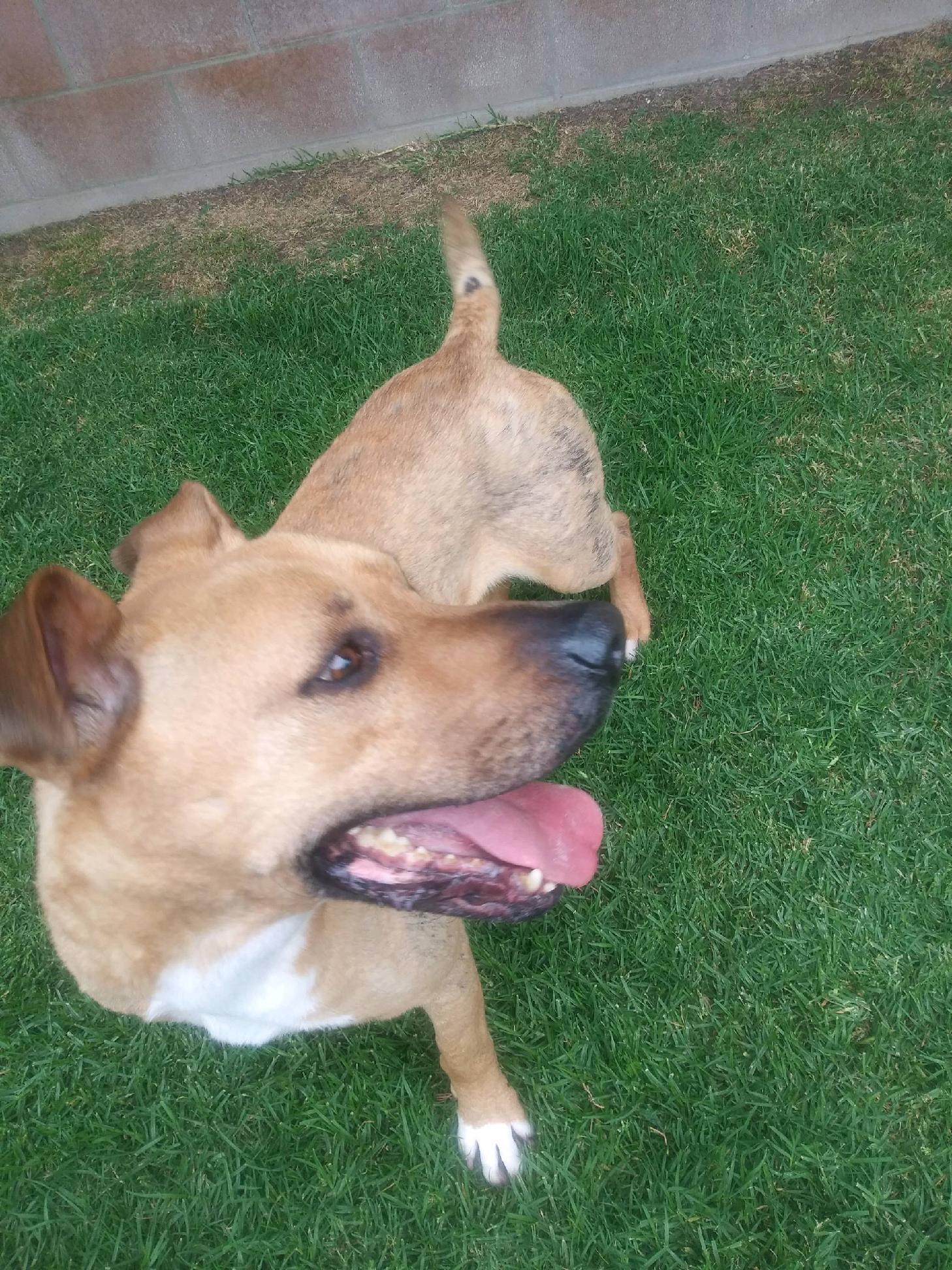 Enlarge Howie, a Adoptable mixed breed in Chehalis, WA image 3/6