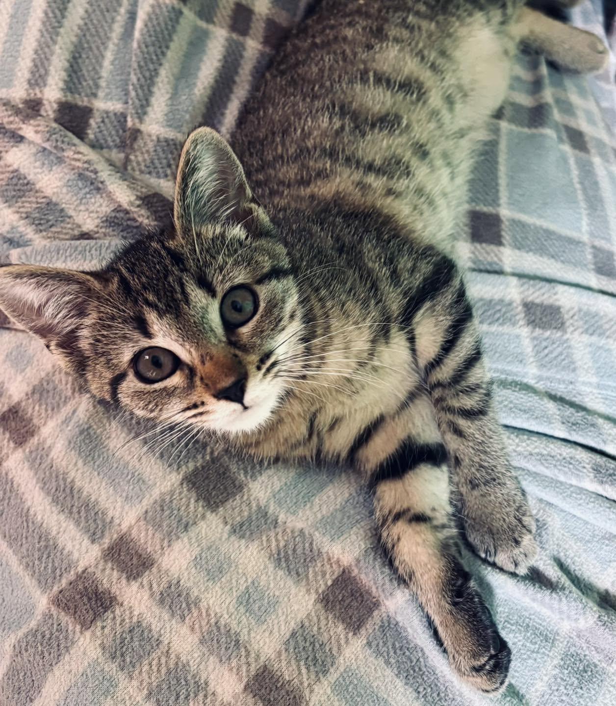 Timmy, Adoptable, Kitten Male Tiger.
