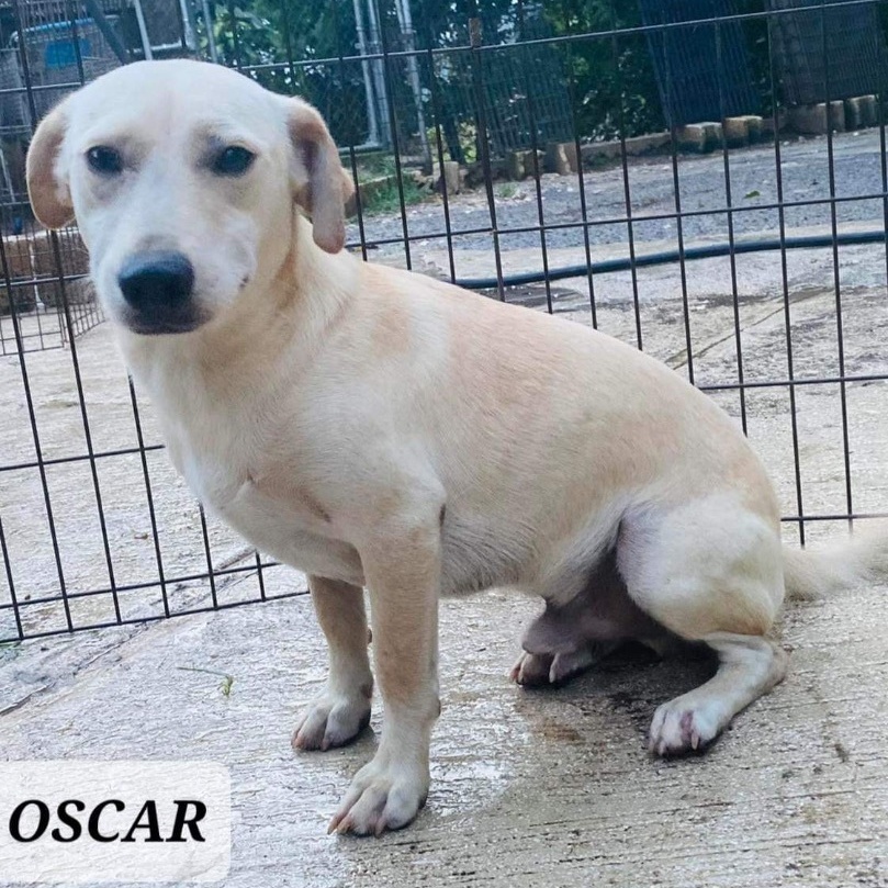 OSCAR, Adoptable, Adult Male Labrador Retriever.