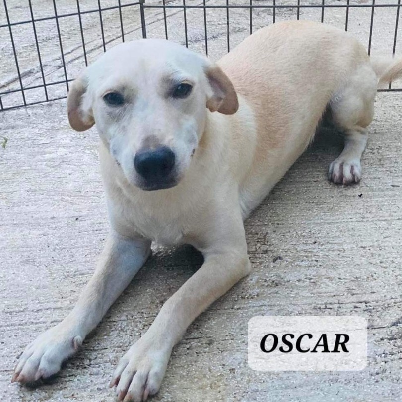 OSCAR, a Adoptable mixed breed in Villalba, PR image 2/5