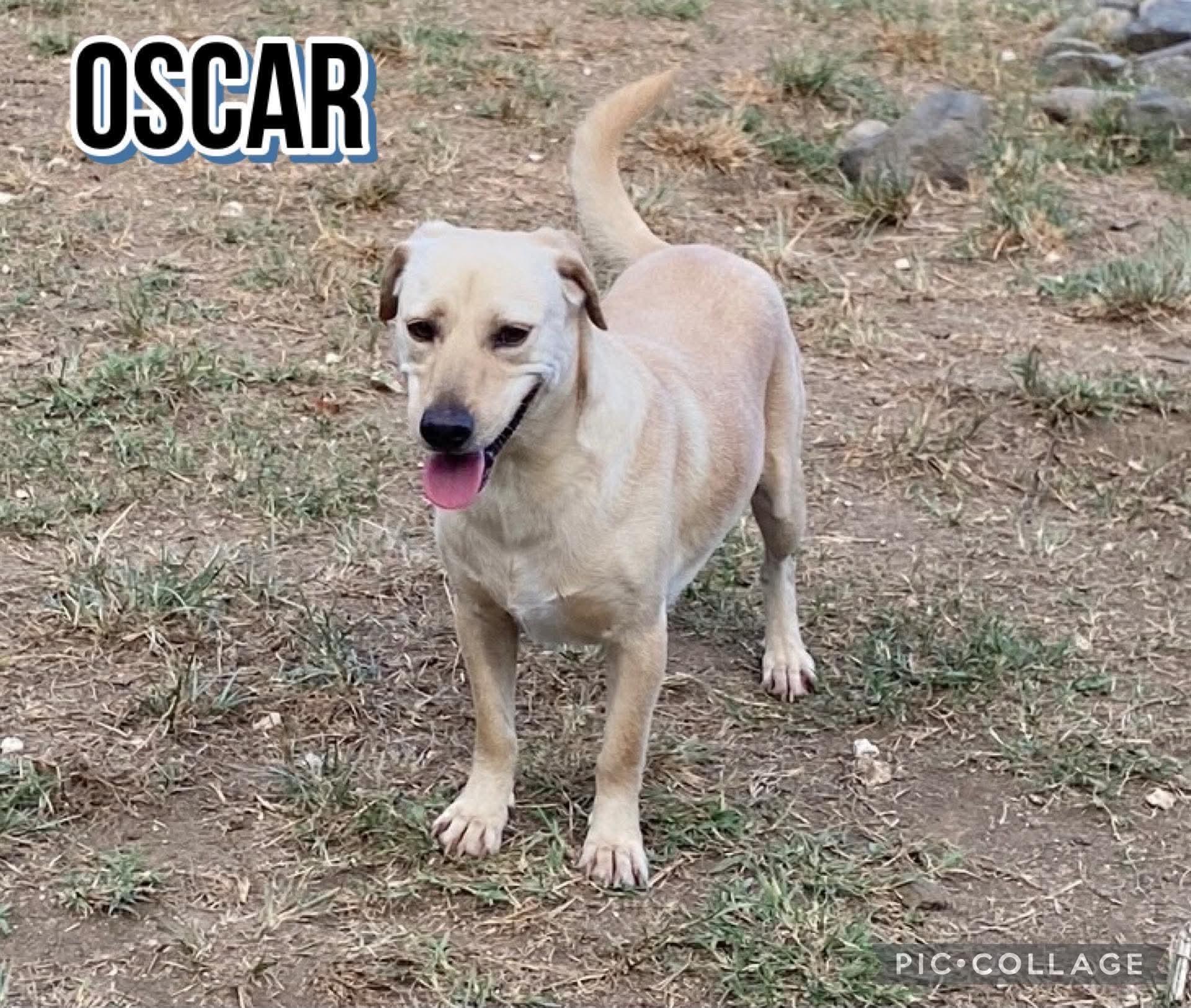 Enlarge OSCAR, a Adoptable mixed breed in Villalba, PR image 5/6