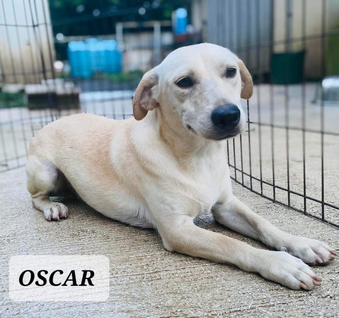 OSCAR, a Adoptable mixed breed in Villalba, PR image 3/5