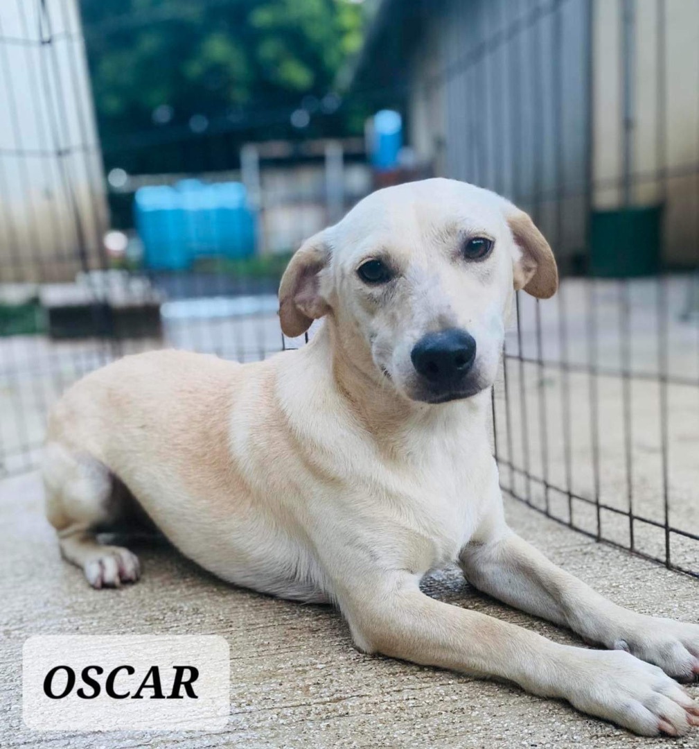 OSCAR, a Adoptable mixed breed in Villalba, PR image 4/5