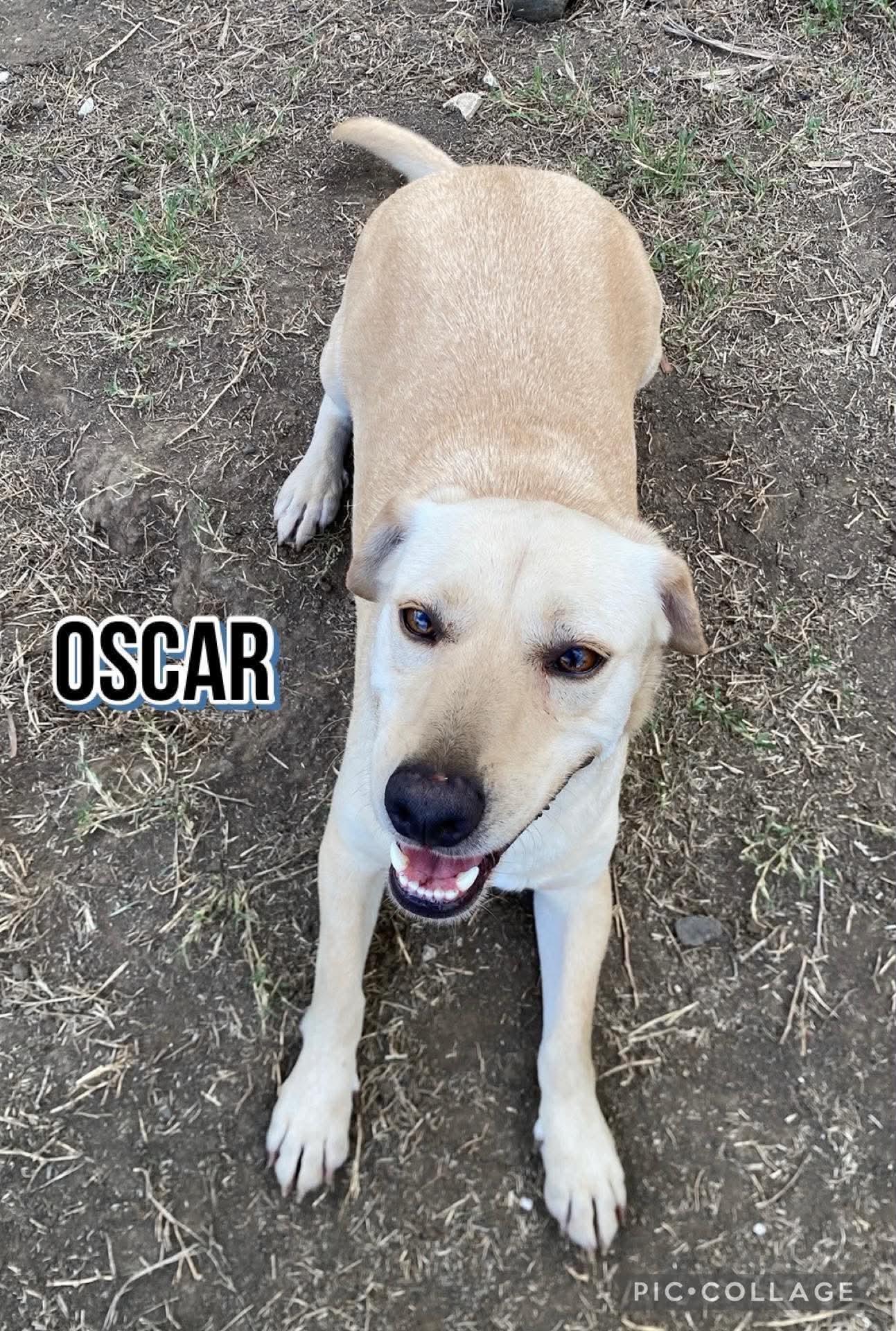 Enlarge OSCAR, a Adoptable mixed breed in Villalba, PR image 3/6
