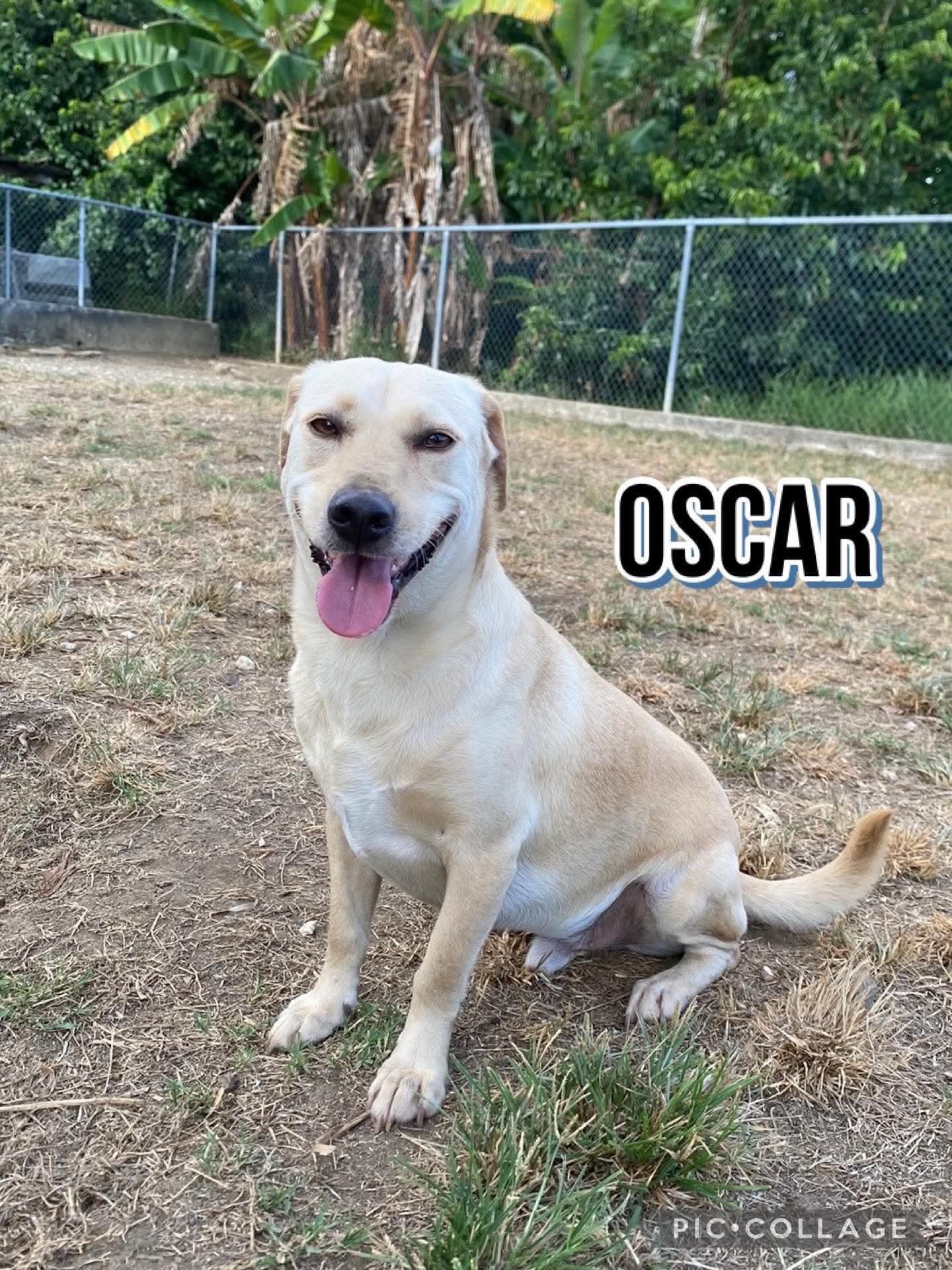 Enlarge OSCAR, a Adoptable mixed breed in Villalba, PR image 1/6