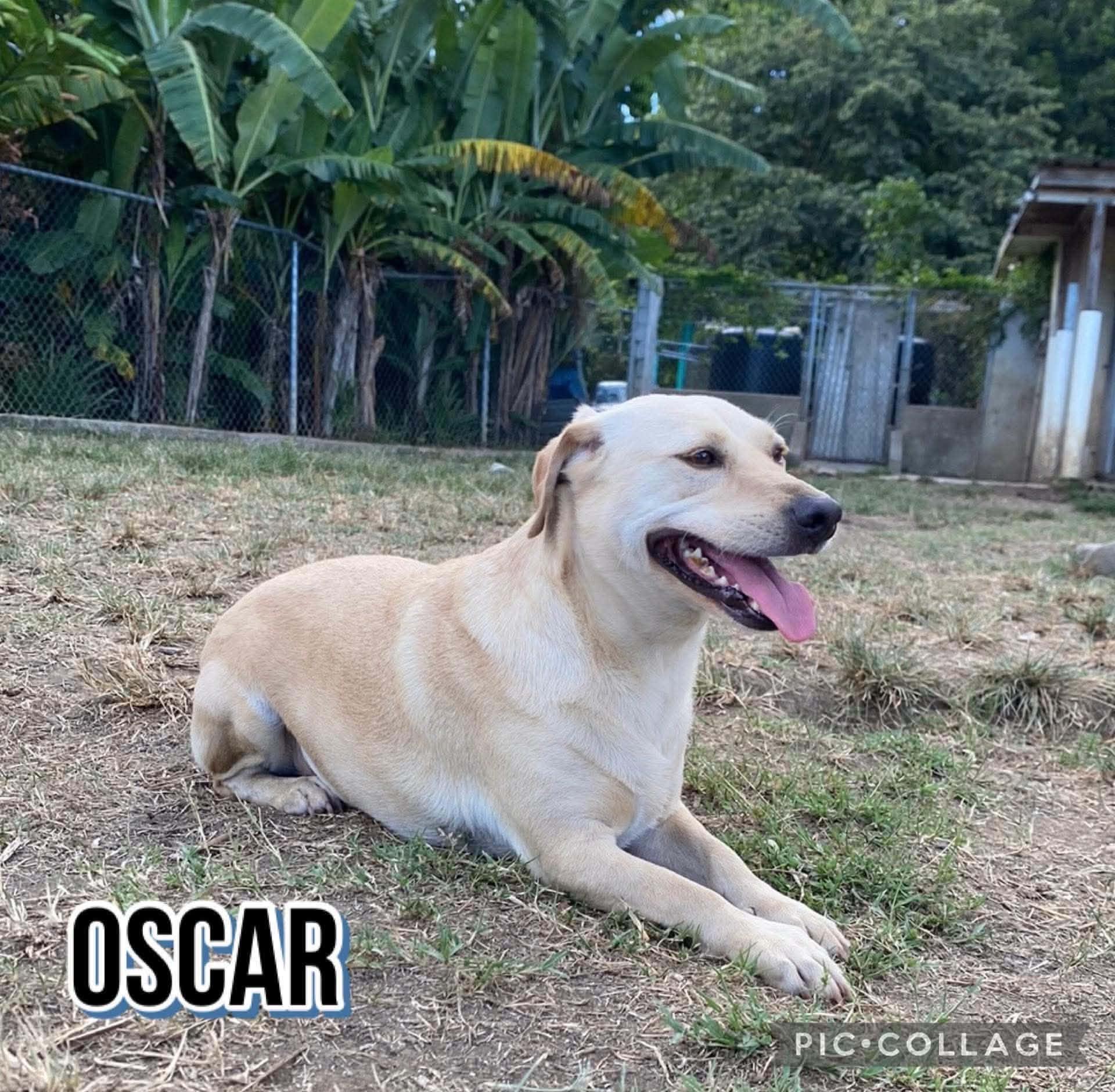 Enlarge OSCAR, a Adoptable mixed breed in Villalba, PR image 4/6