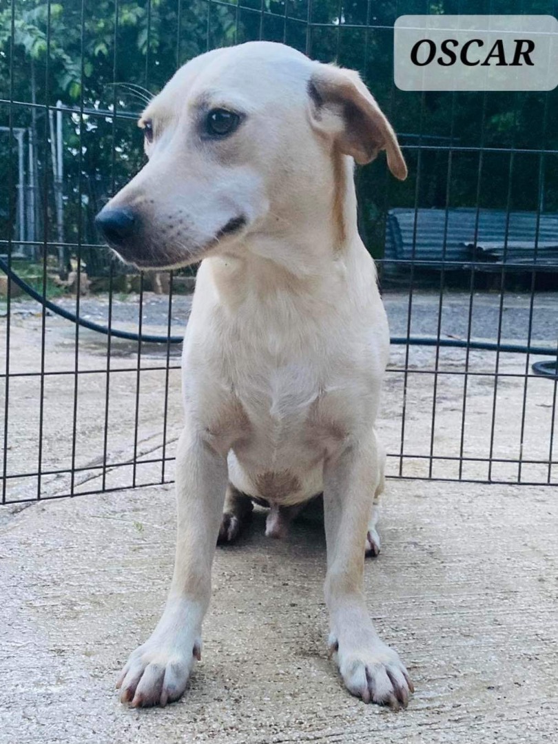 OSCAR, a Adoptable mixed breed in Villalba, PR image 5/5