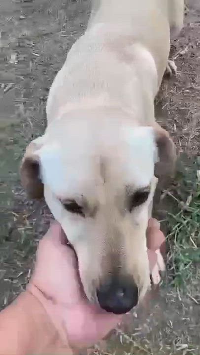 Enlarge OSCAR, a Adoptable mixed breed in Villalba, PR video 6/6