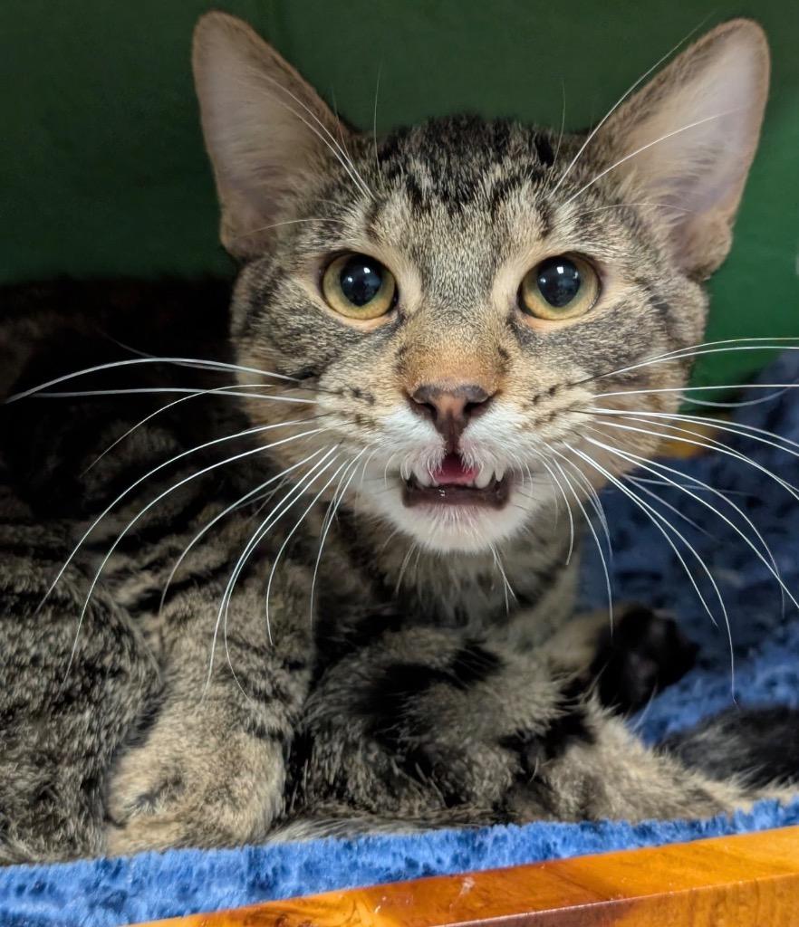 Newt, Adoptable, Adult Male Domestic Short Hair.