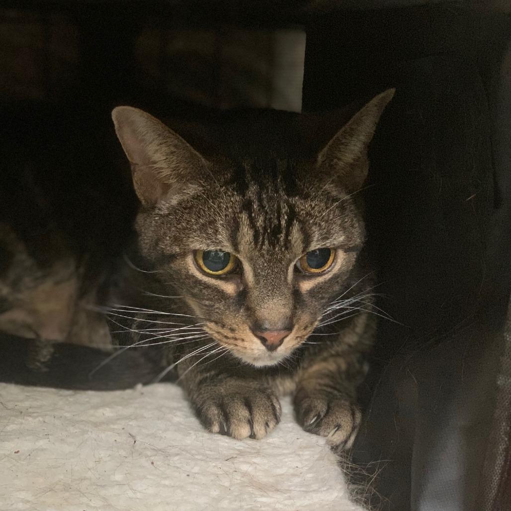 Mandarin, a Adoptable Domestic Short Hair in Lynchburg, VA image 1/4