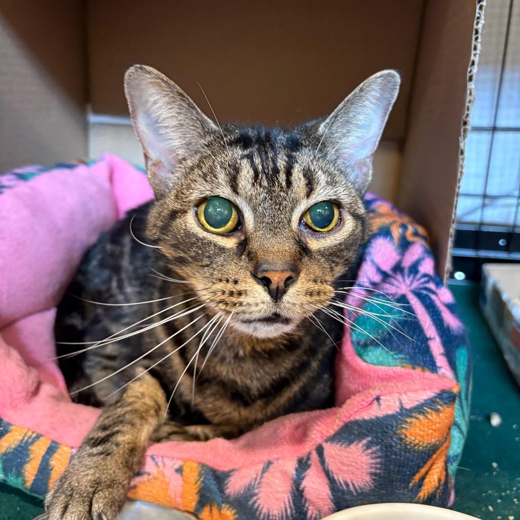Mandarin, a Adoptable Domestic Short Hair in Lynchburg, VA image 2/4